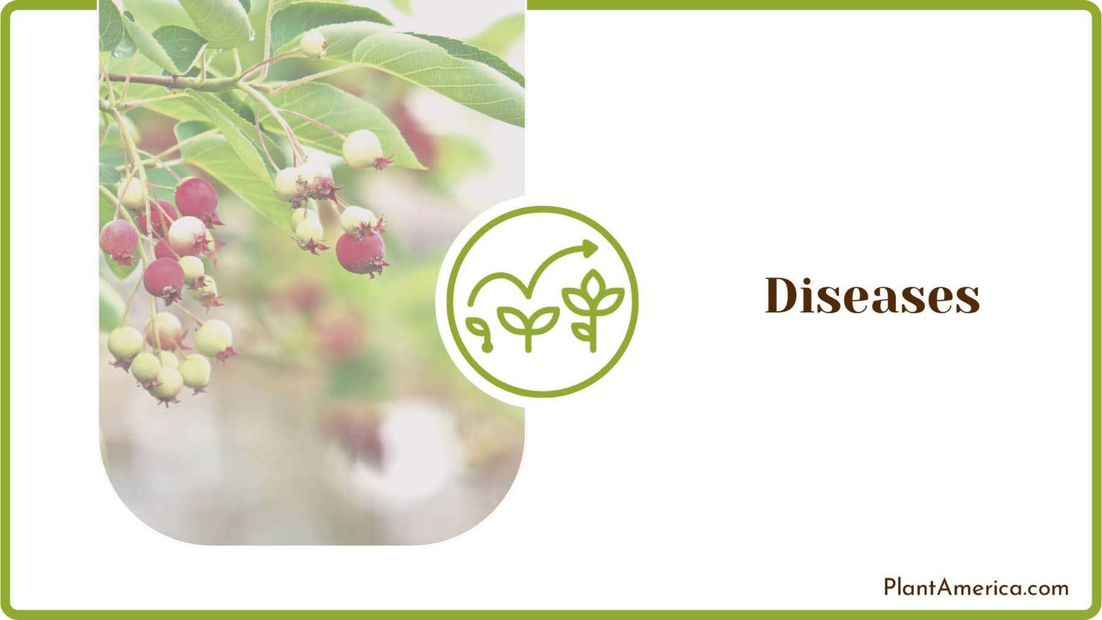 Pest Free Juneberry Plant America