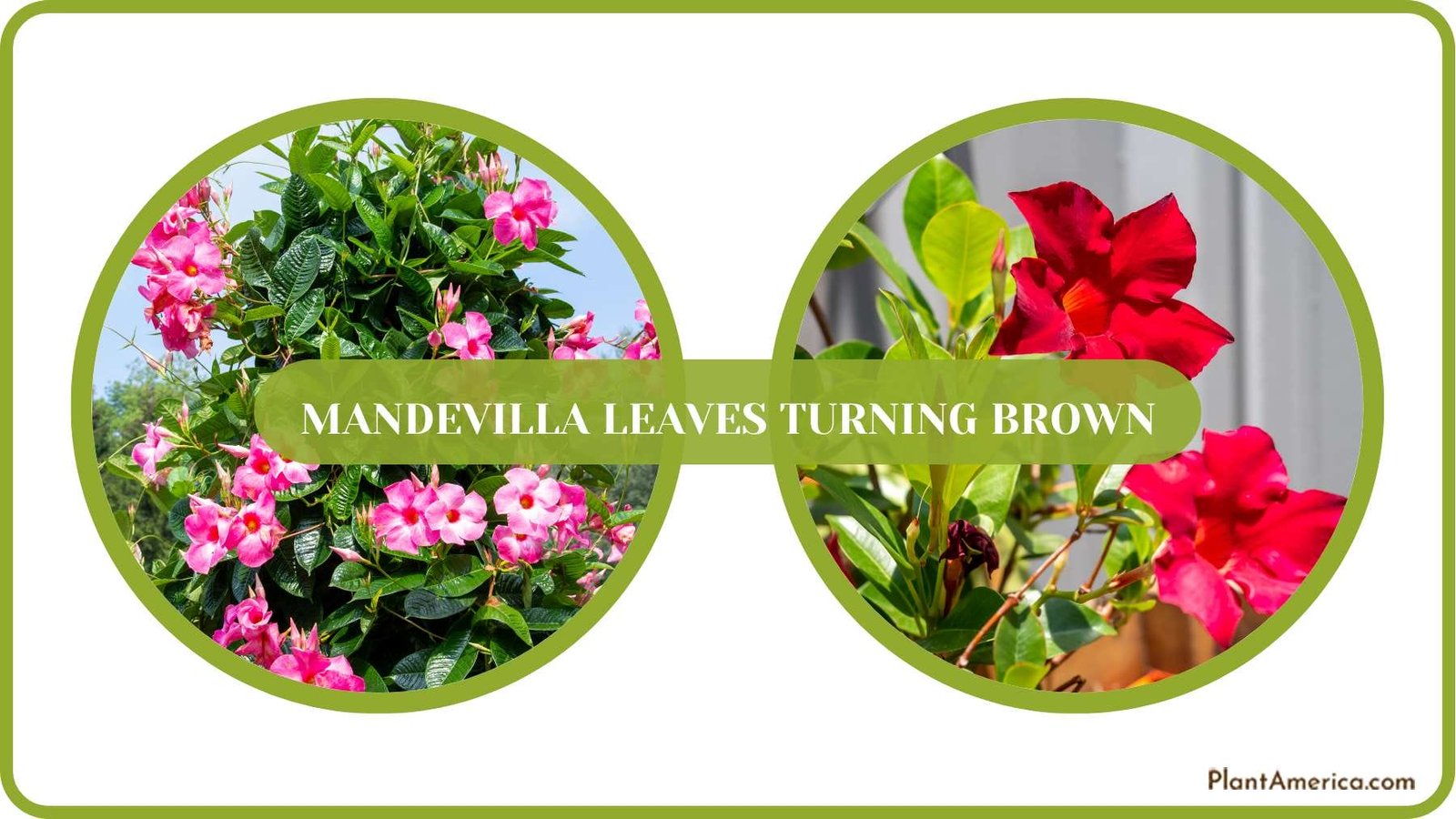 Pest Free Mandevilla Plants Plant America Pest Free Mandevilla Plants Plant America