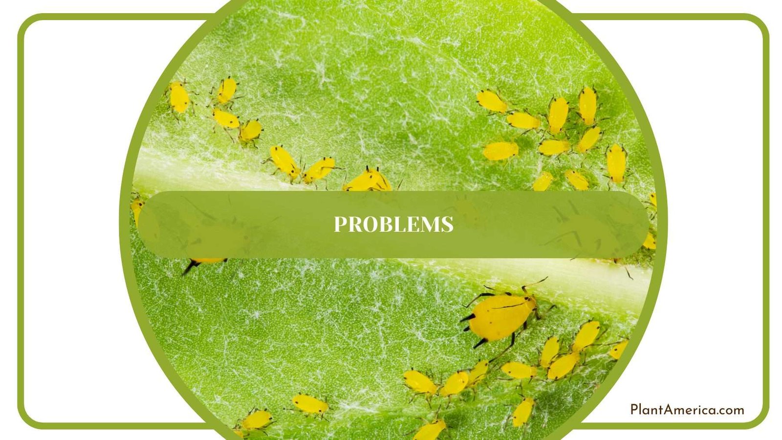 Pest on Semperflorens Plants Plant America