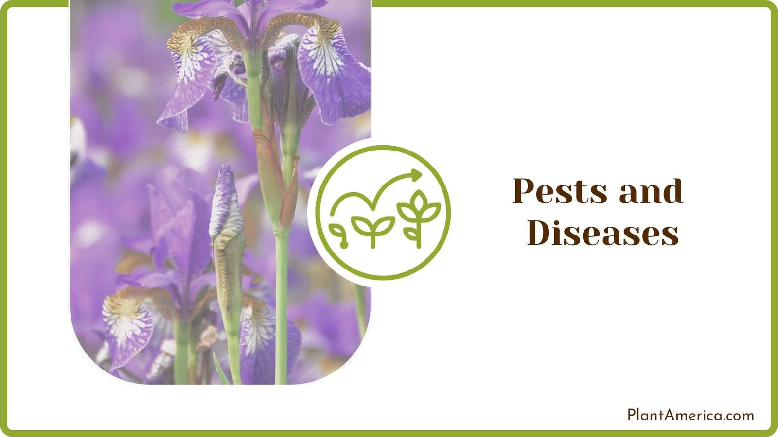 Pests Free Irises Plants Evergreen Seeds