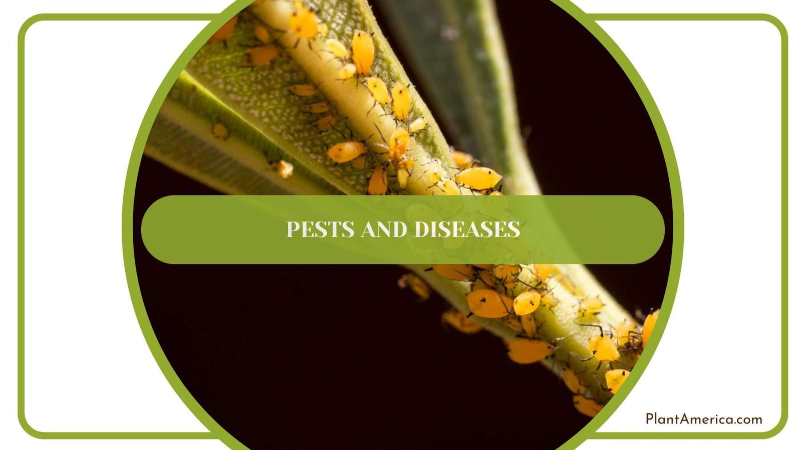 Pests on Alocasia Wentii Plant America