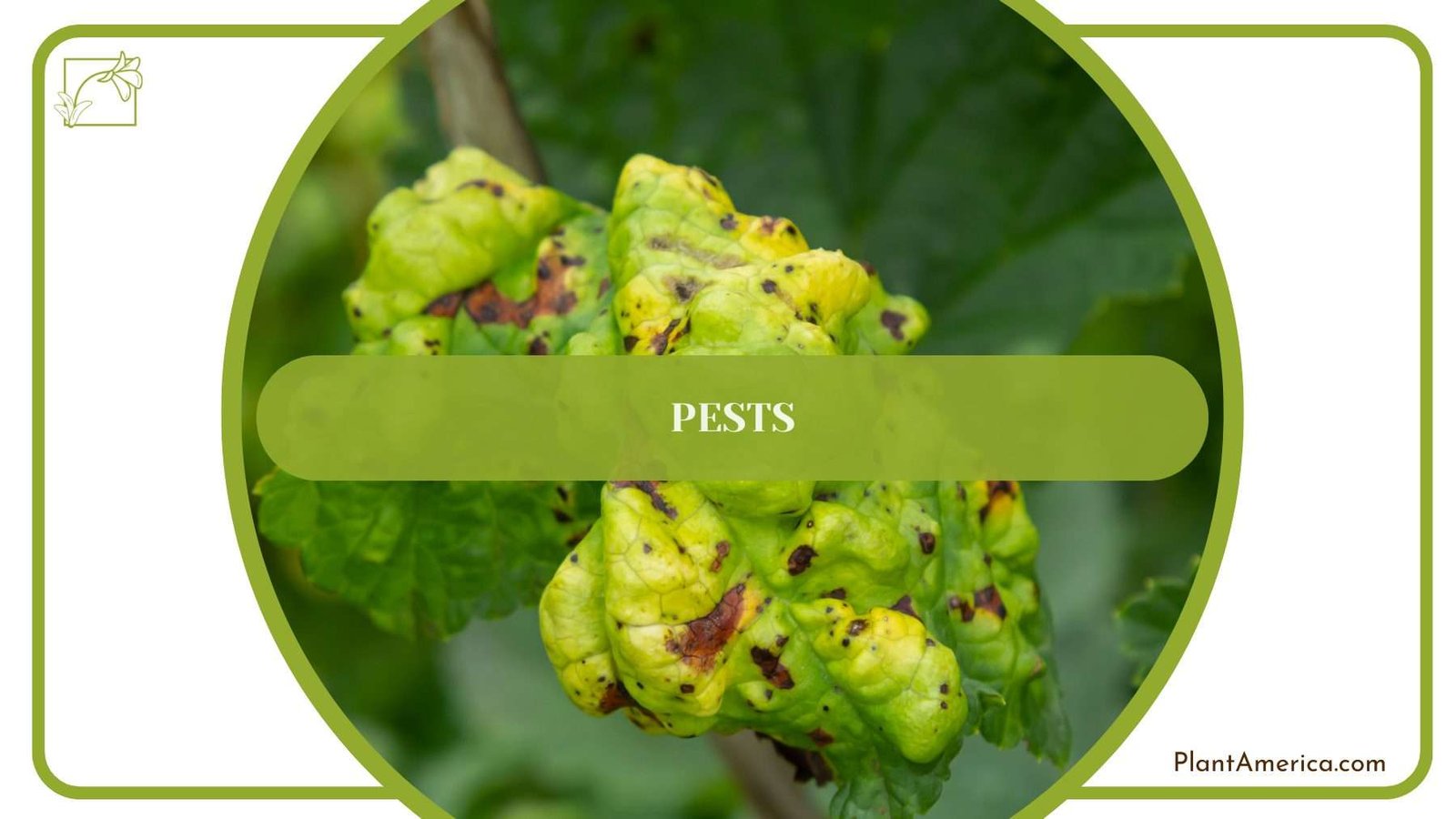 Pests on Balaoanum Plants Plant America