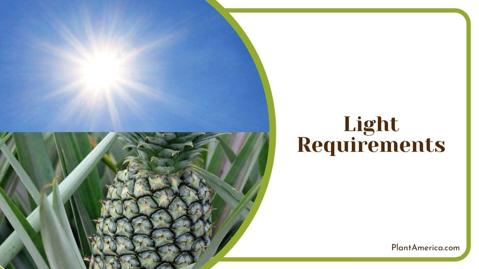 Pineapple Plant Light Requirements Plant America
