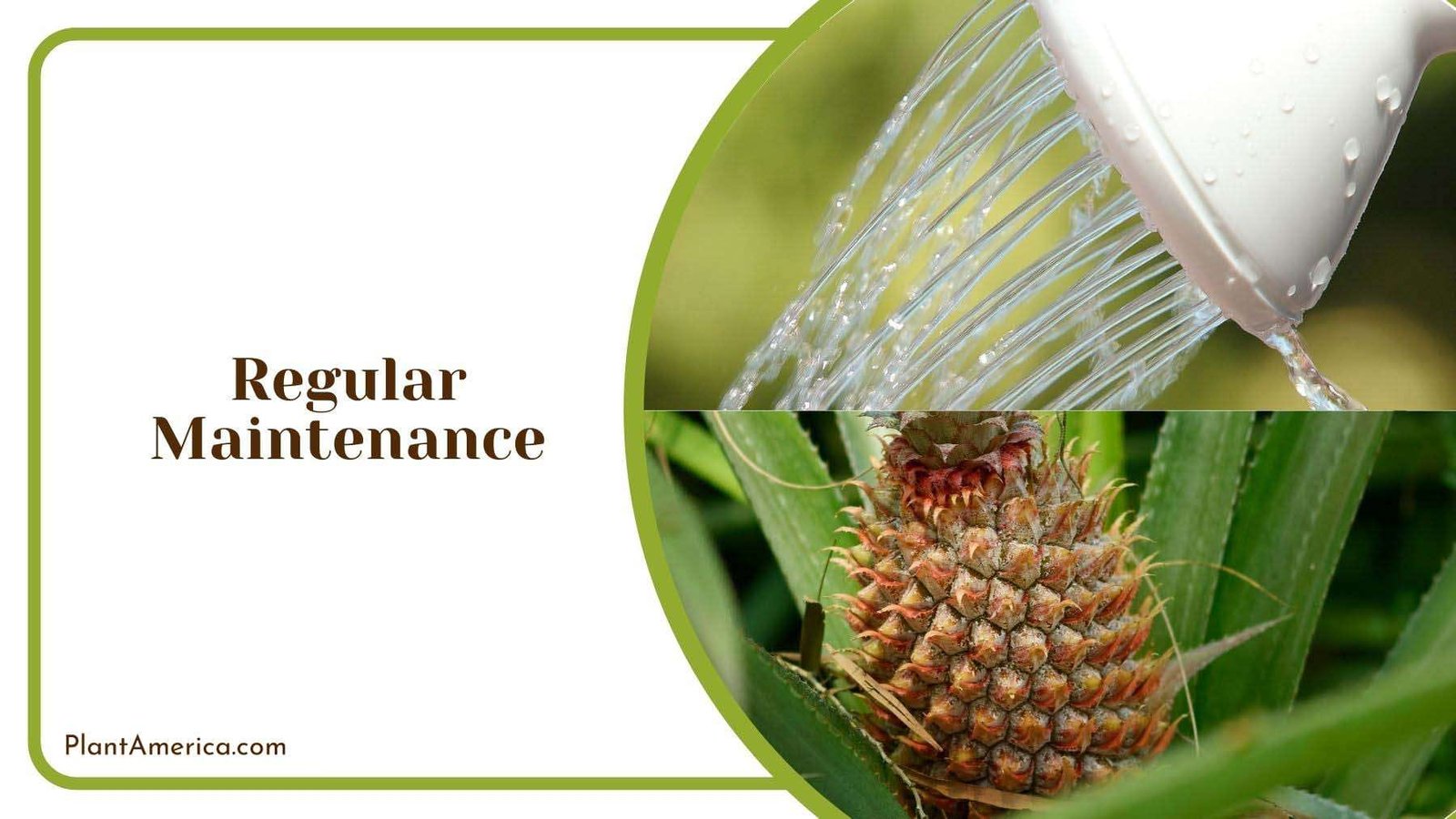 Pineapple Plant Maintenance Plant America
