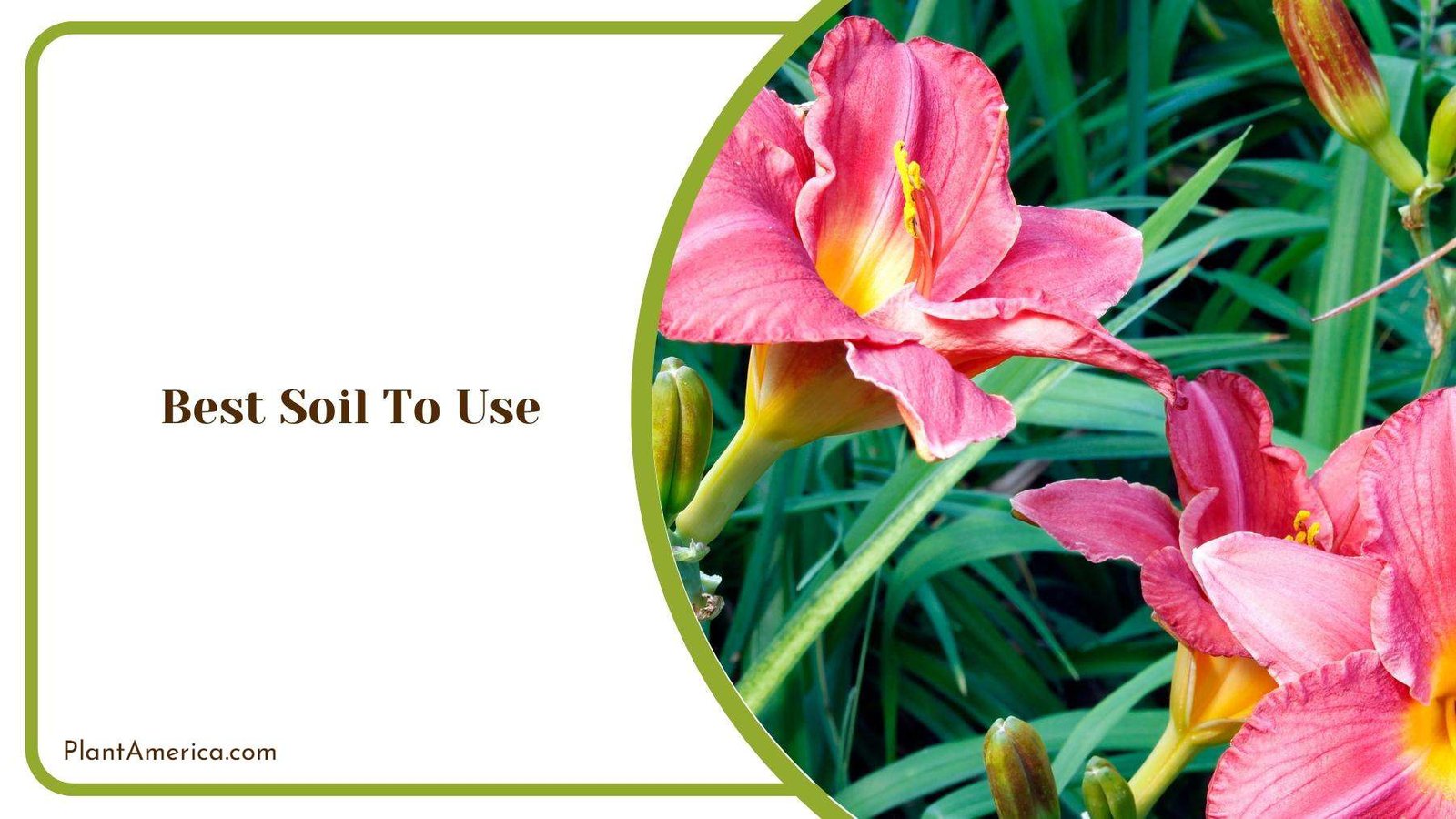 Pink Daylilies On a Land Full Of Grasses Plant America