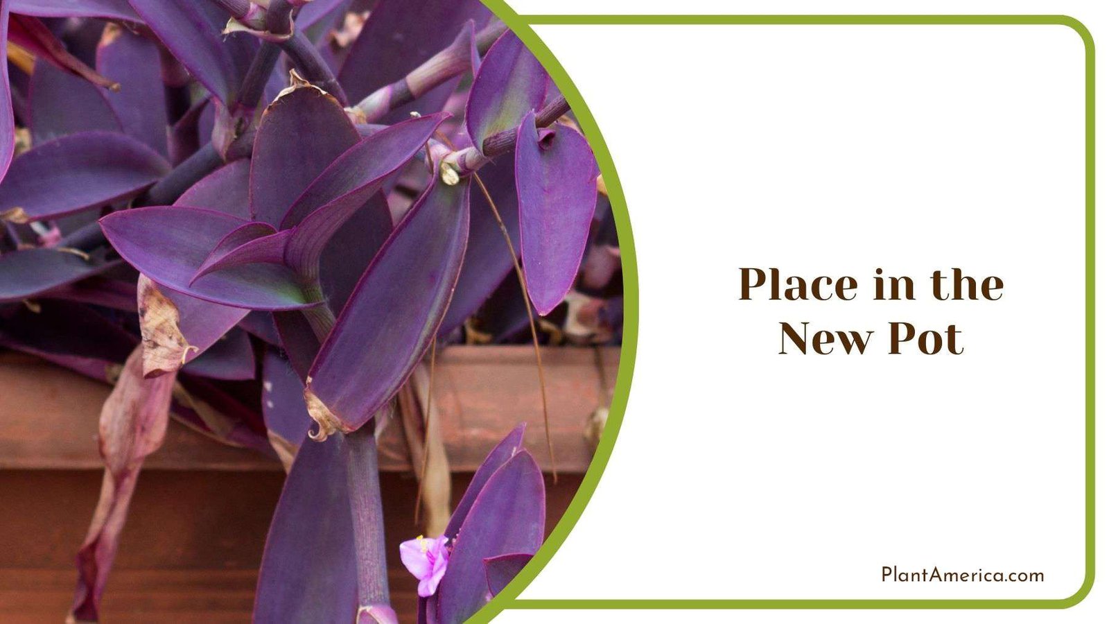 Placing Purple Heart in New Pot Plant America