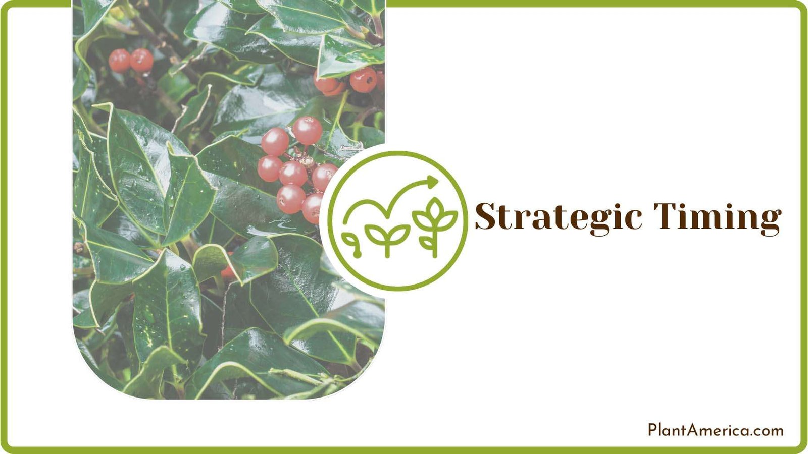 Planting Holly Bushes in Garden Plant America Planting Holly Bushes in Garden Plant America