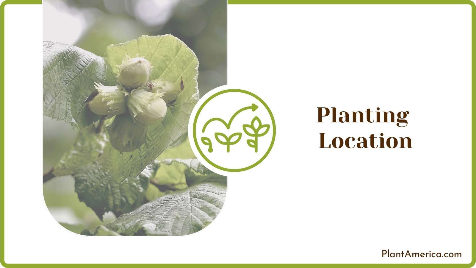 Planting Location for Growing Plant America