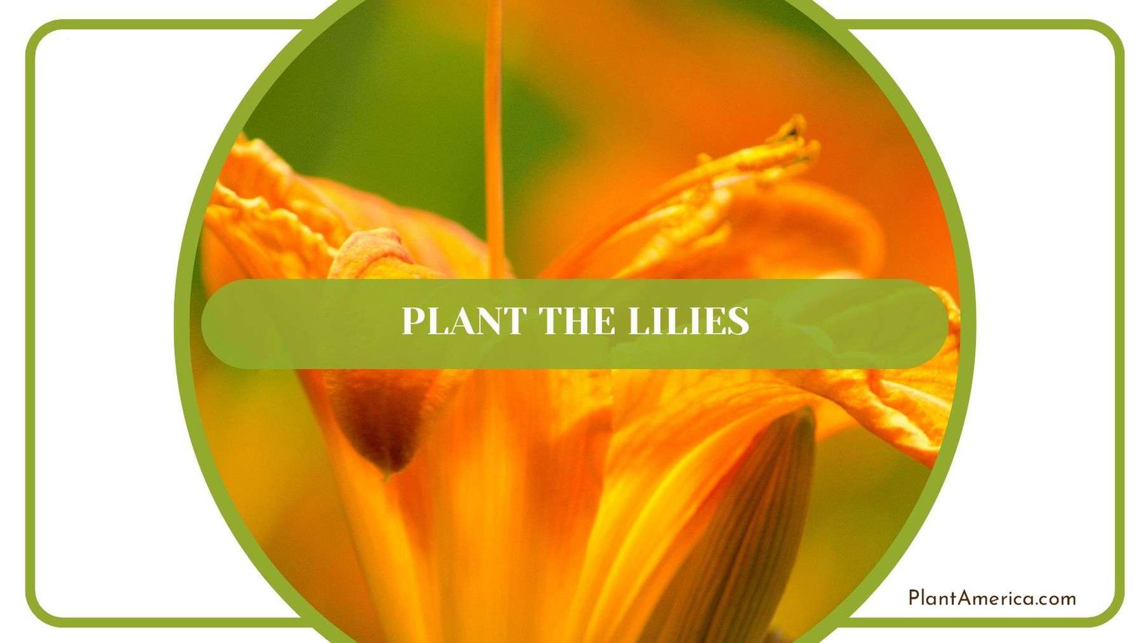 Planting Tiger Lilies Plant America Planting Tiger Lilies Plant America