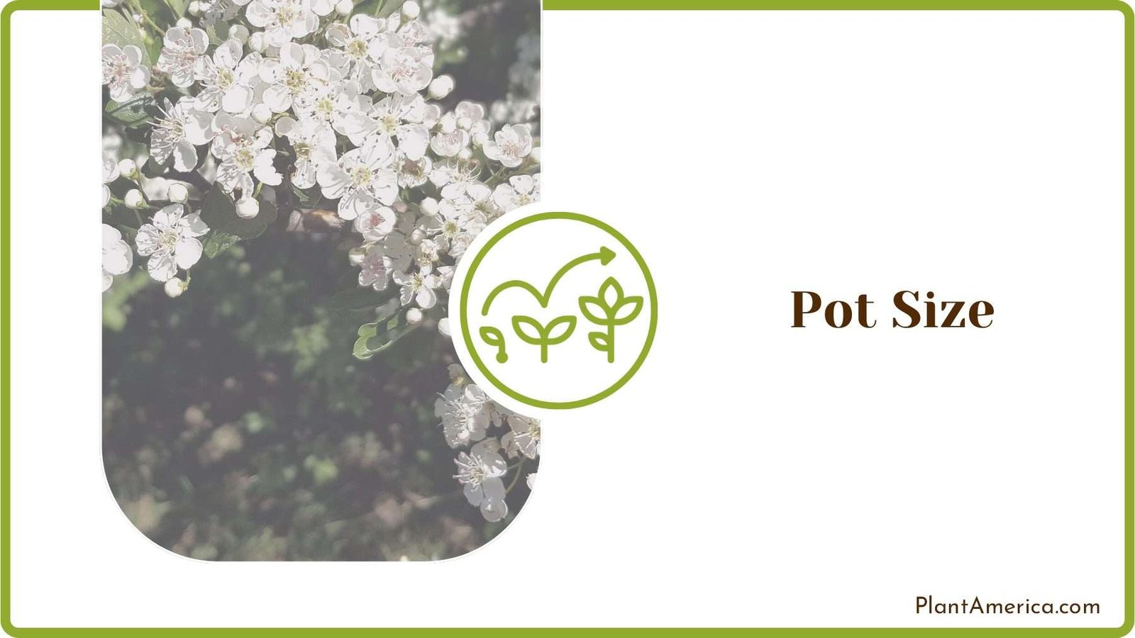 Potted Hawthorn Bushes PlantAmerica