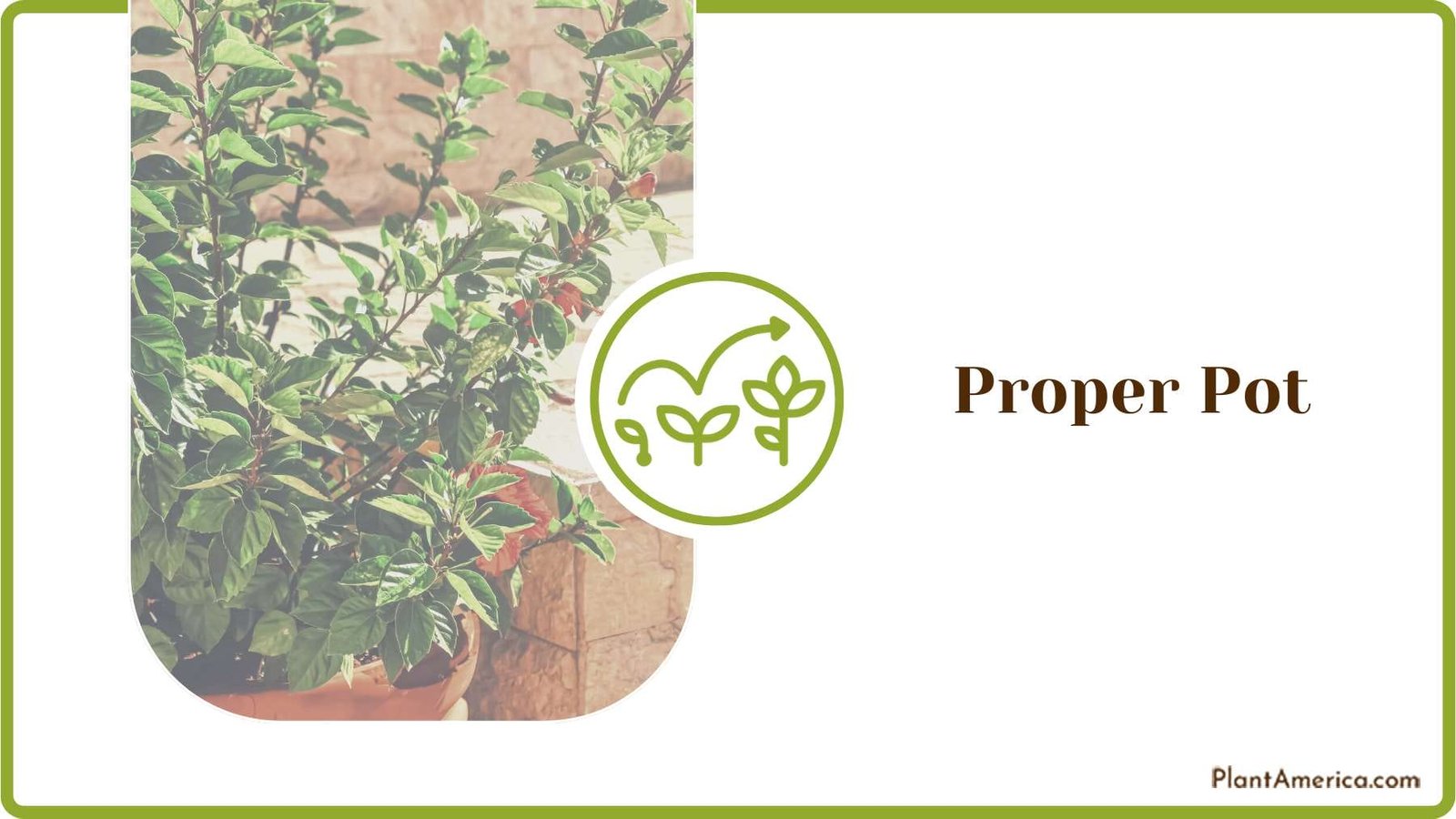 Potting Medium for Hibiscus Plant America