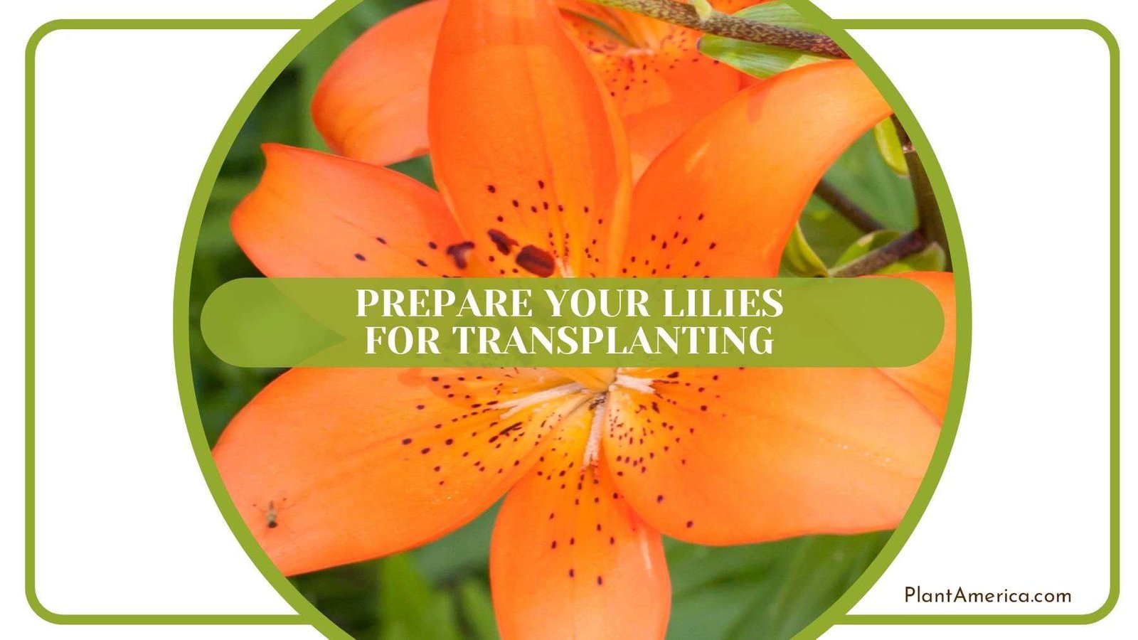 Prepare Lilies for Transplanting Plant America Prepare Lilies for Transplanting Plant America