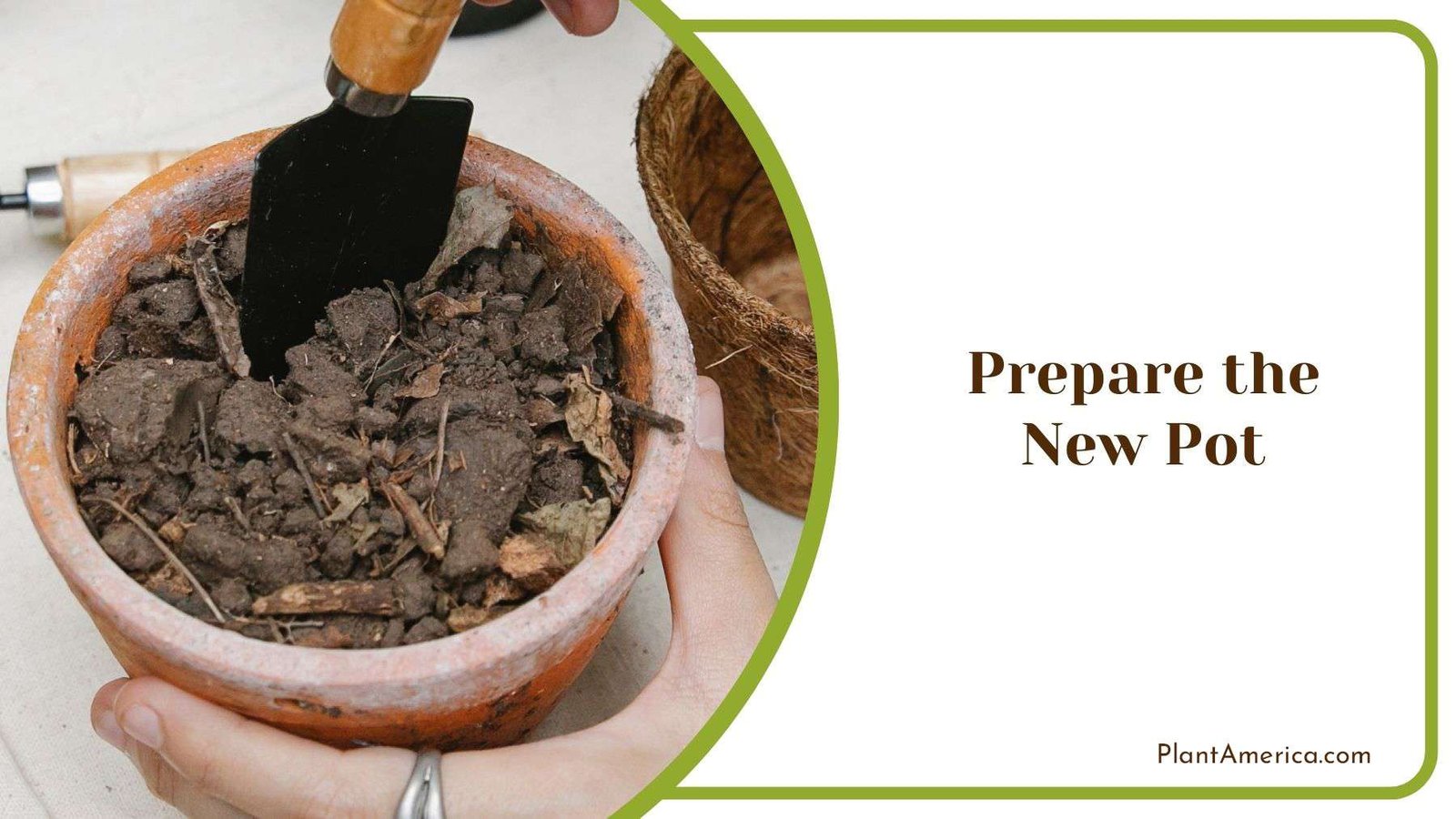 Preparing New Pot for Purple Heart Plant America