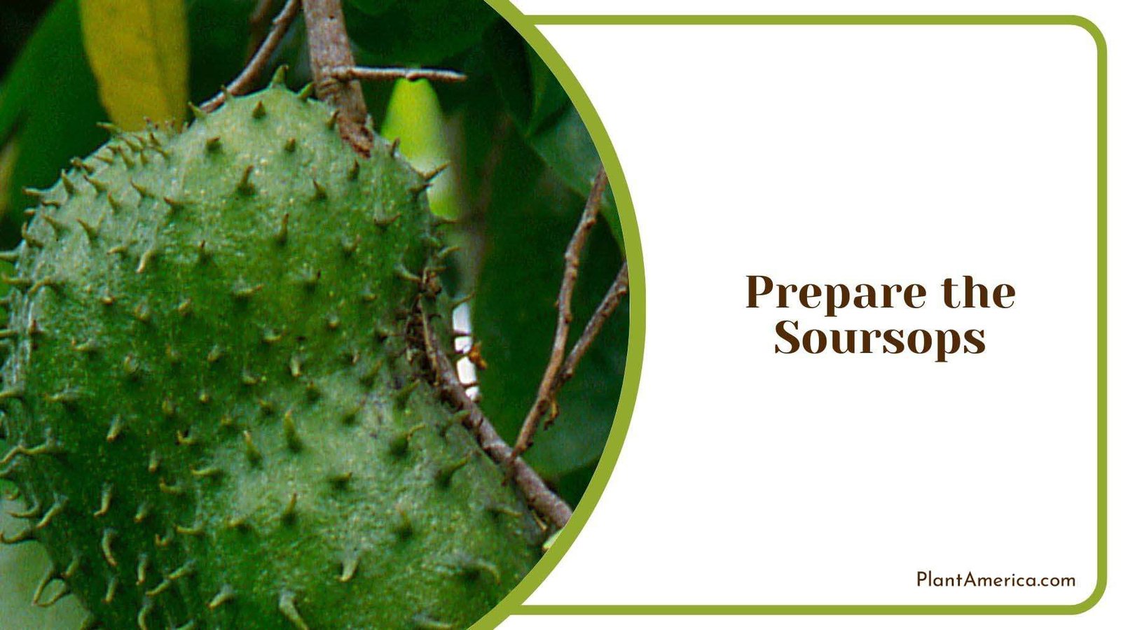 Preparing Soursops Plant America