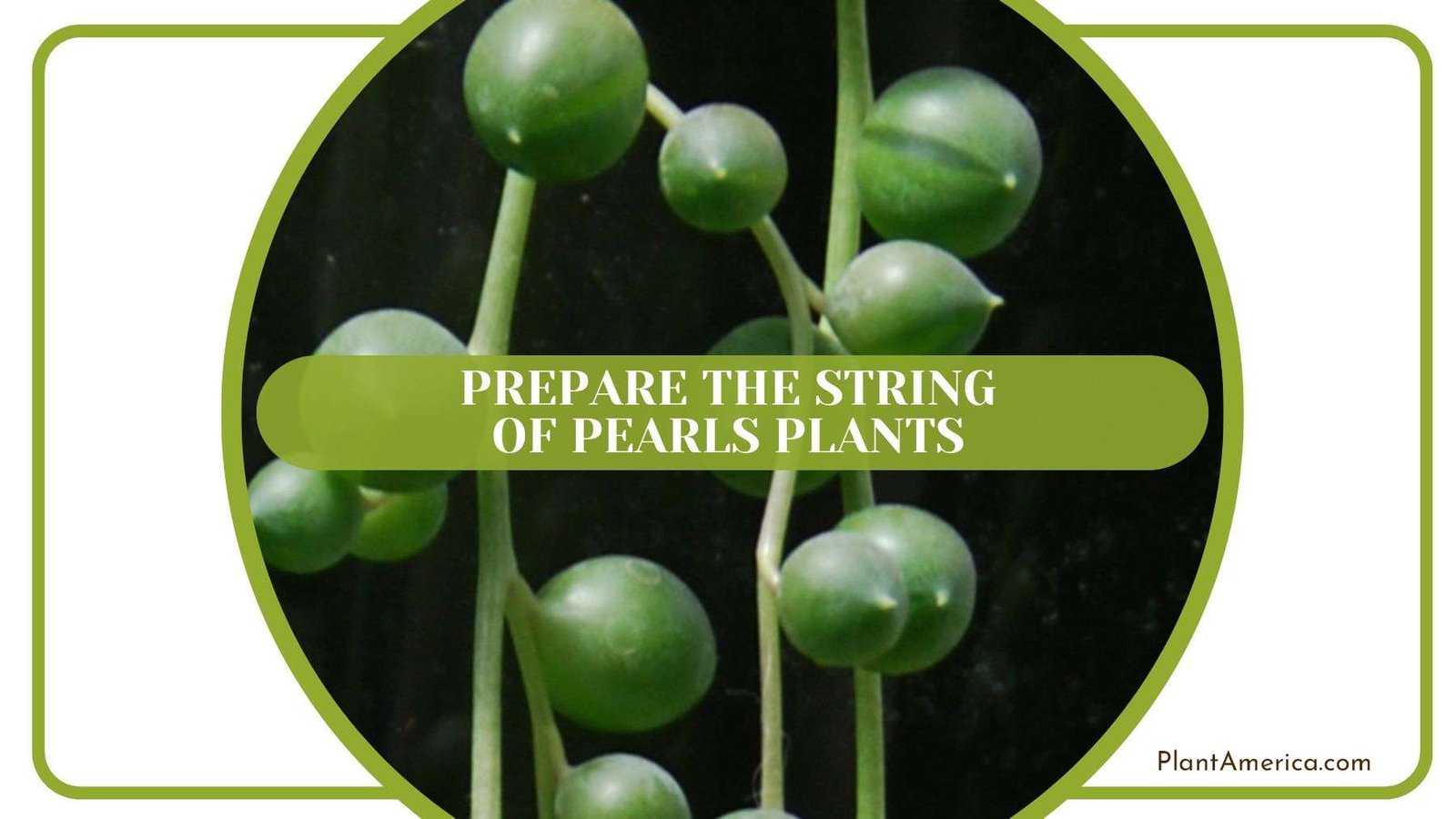 Preparing String of Pearls Plants Plant America