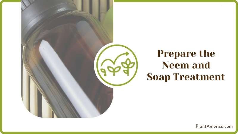 Preparing the Neem and Soap Treatment Plant America