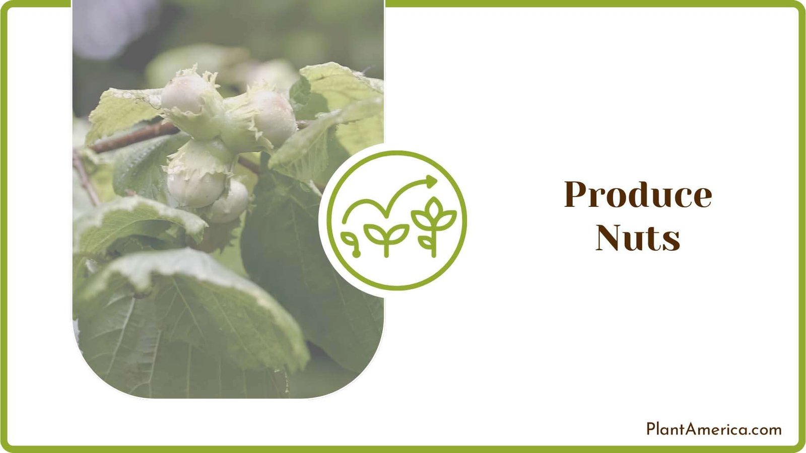 Producing Nuts on Hazelnut Plant America