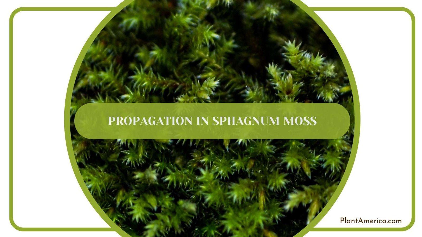 Propagation in Sphagnum Moss Plant America