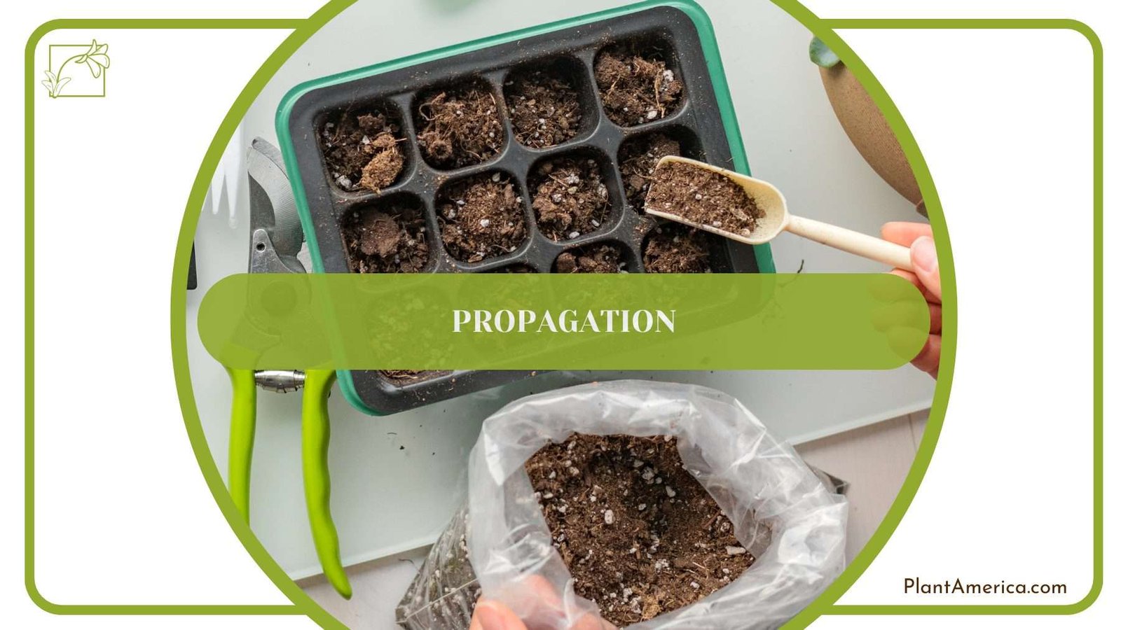 Propagation of Balaoanum Plant America
