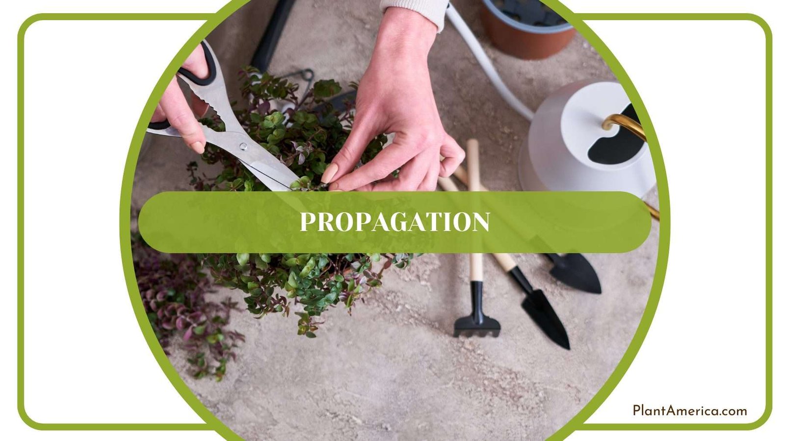 Propagation of Dorayaki Plant America