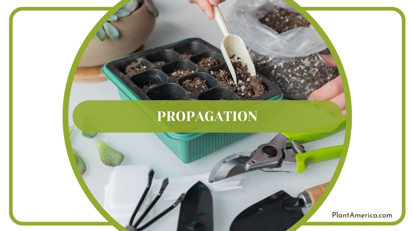 Propagation of Hookeri Plant America