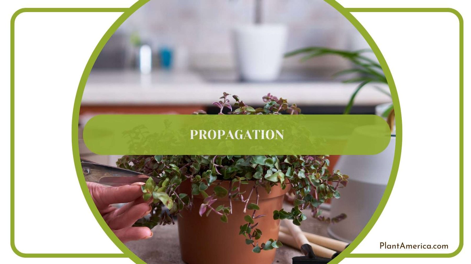 Propagation of Macrorrhiza Plant America