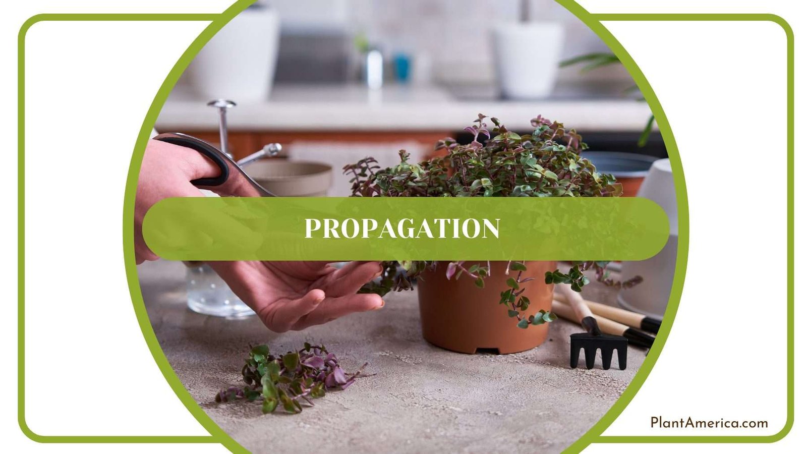 Propagation of Radicans Plant America Propagation of Radicans Plant America