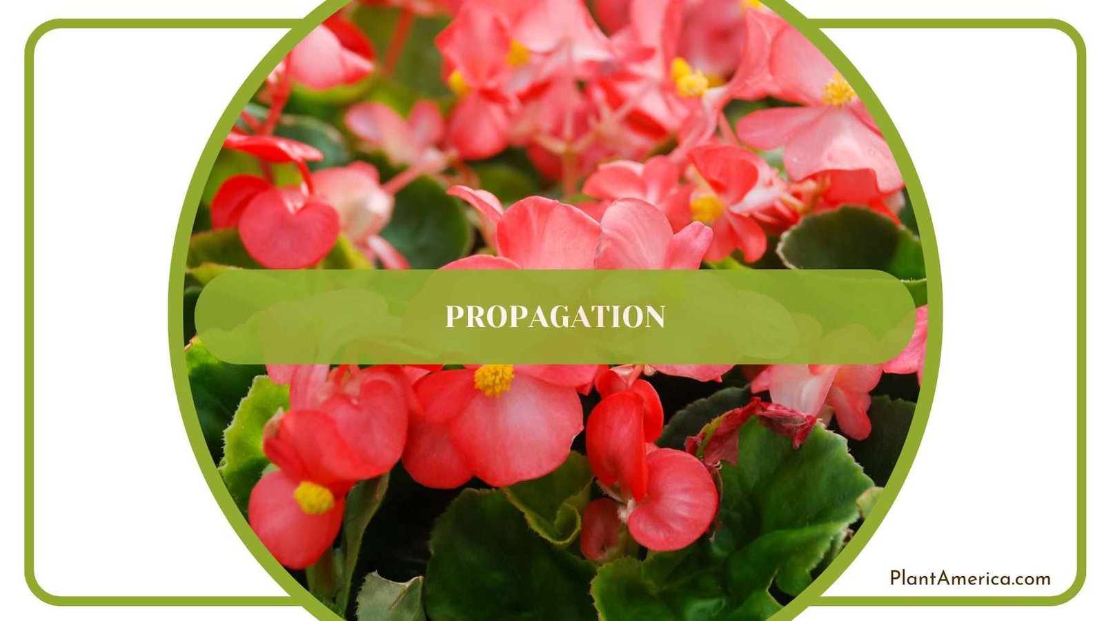 Propagation of Semperflorens Plant America