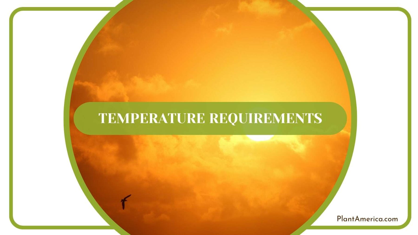 Proper Temperature for Plants Plant America