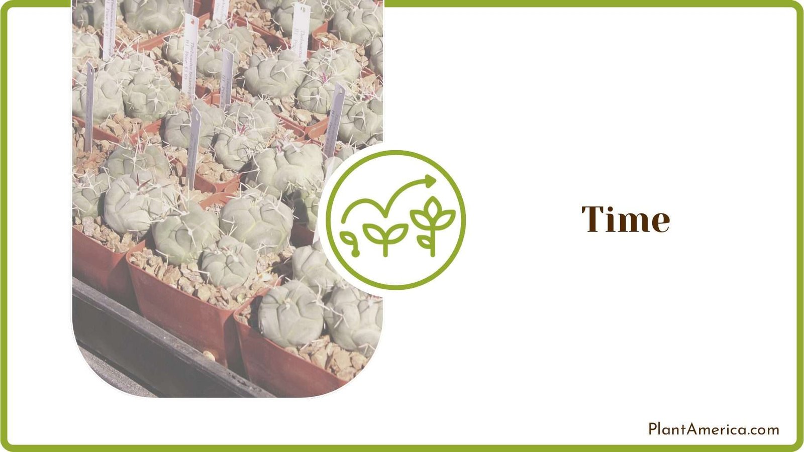 Propert Timing to Transplant Plant America