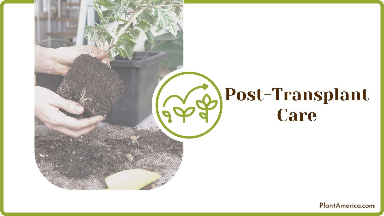 Provide Post Transplant Care Plant America