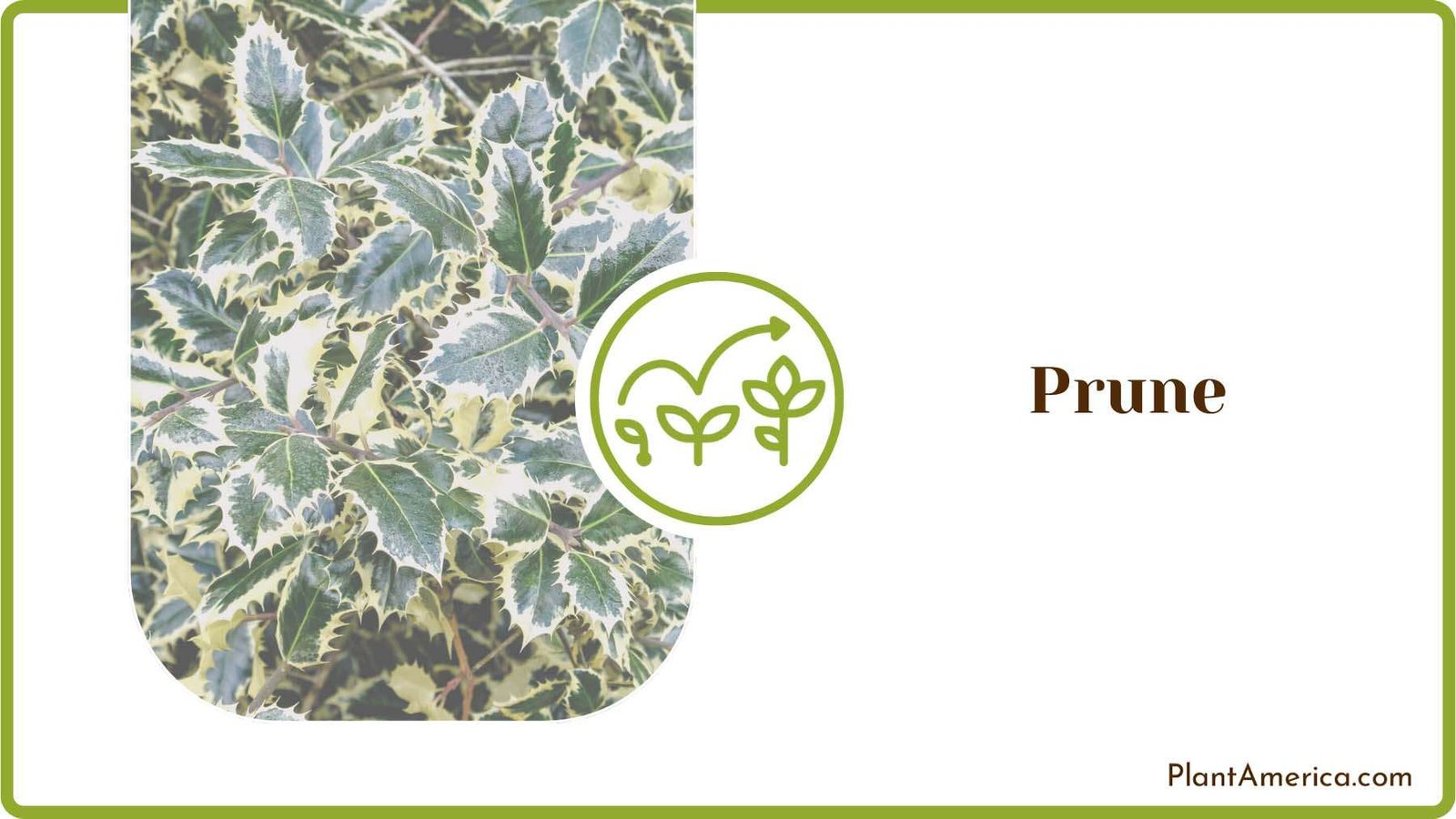 Prune the Holly Bush Plant America Prune the Holly Bush Plant America