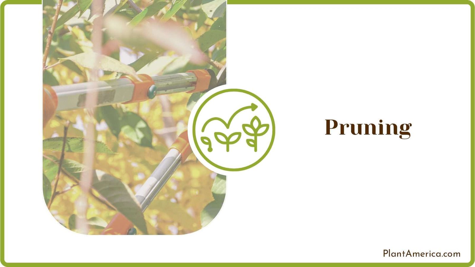 Pruning Hawthorn Plants PlantAmerica Pruning Hawthorn Plants PlantAmerica