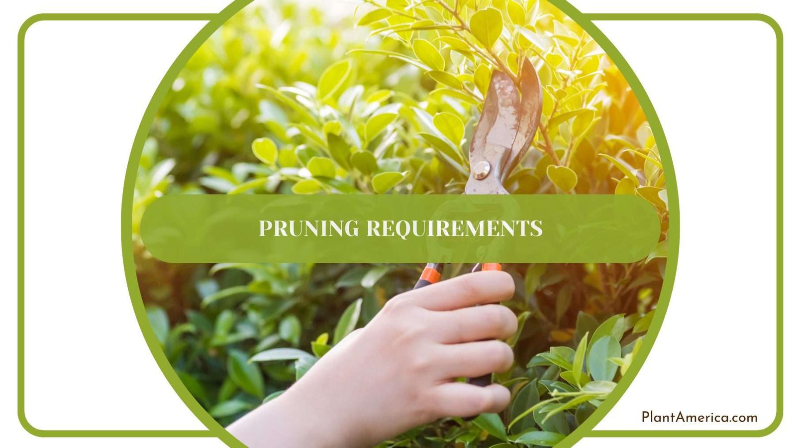 Pruning Infernalis Plants Plant America Pruning Infernalis Plants Plant America
