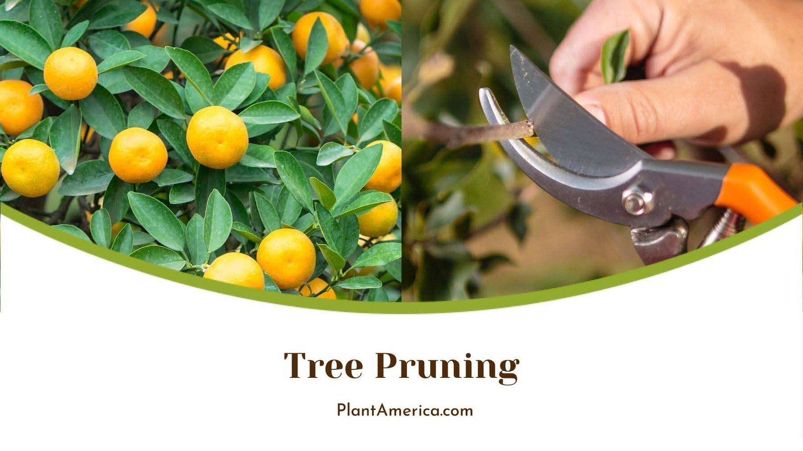 Pruning Kumquat Tree Plant America
