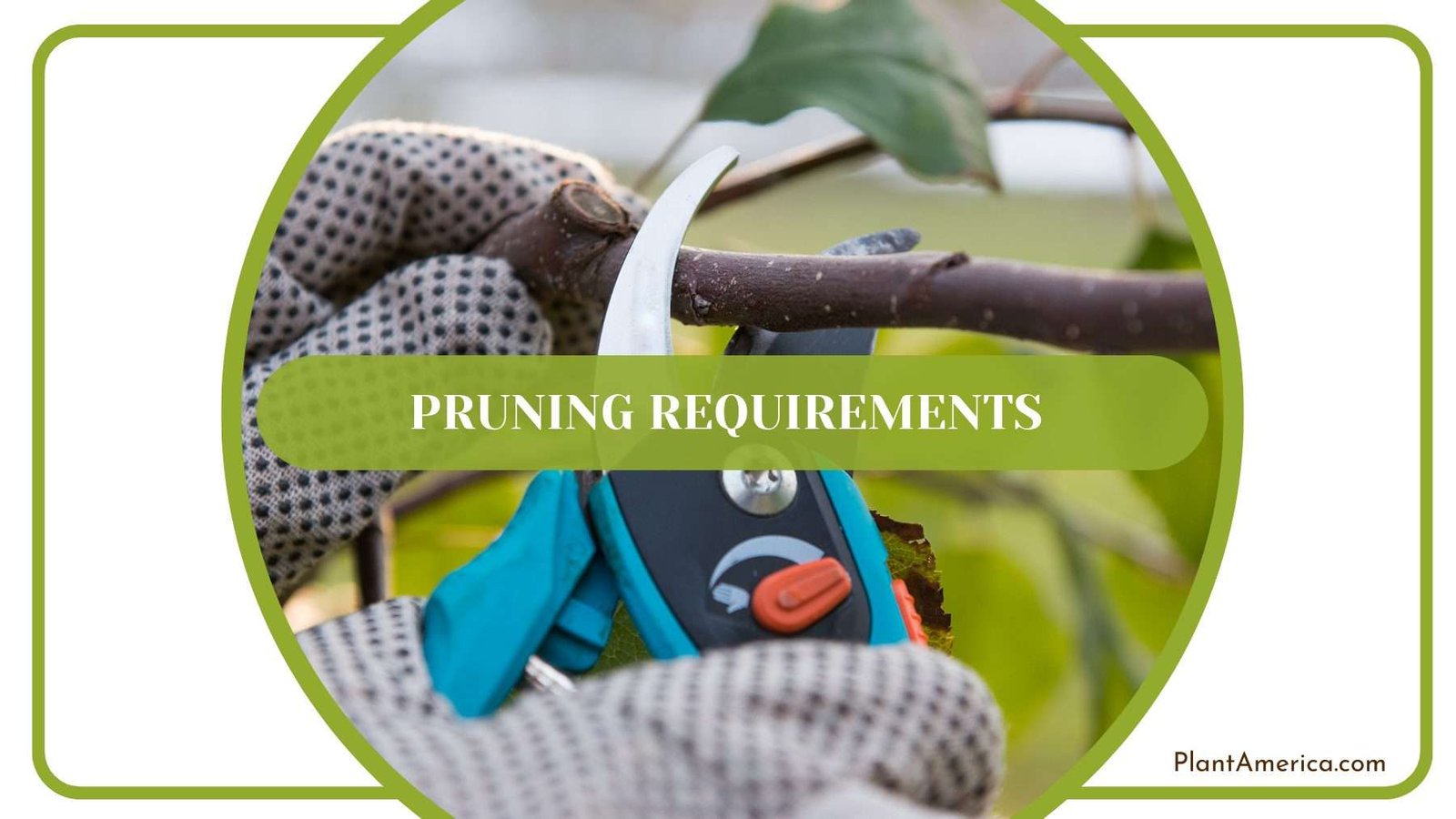 Pruning Luxurians Plants Plant America