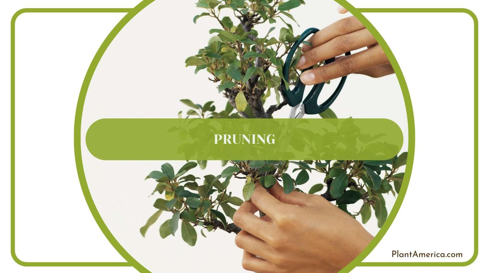 Pruning Macrorrhiza Leaves Plant America