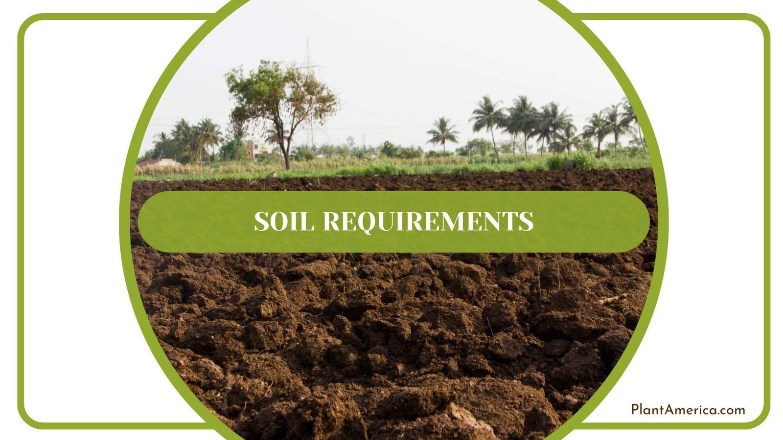 Radicans Soil Requirements Plant America Radicans Soil Requirements Plant America