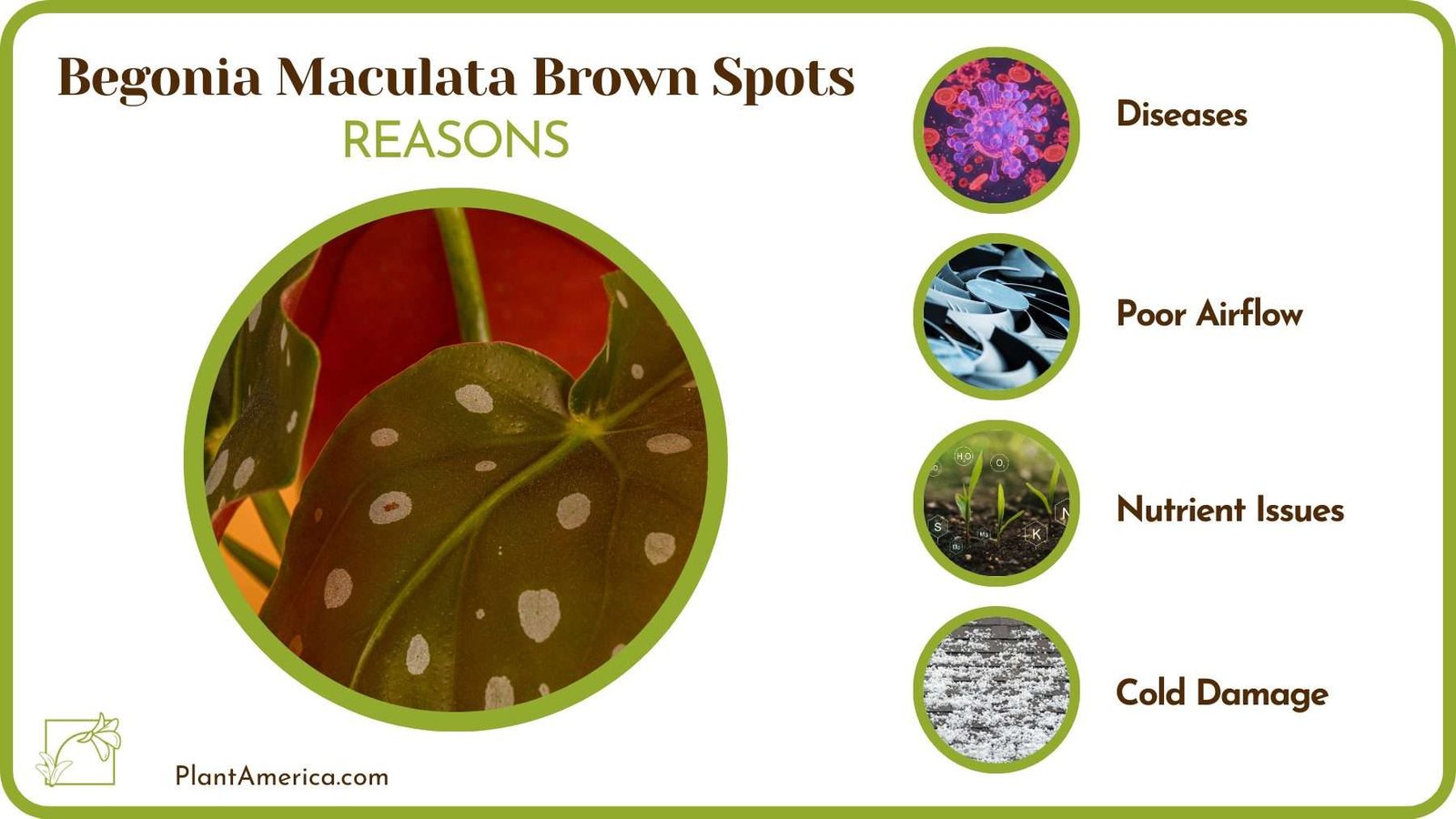 Reasons Of Begonia Maculata Brown Spots Plant America