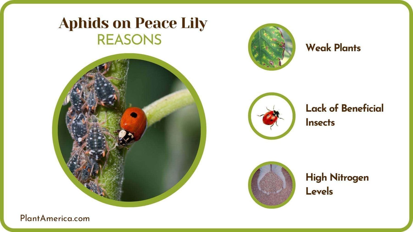 Reasons of Aphids on Peace Lily PlantAmerica
