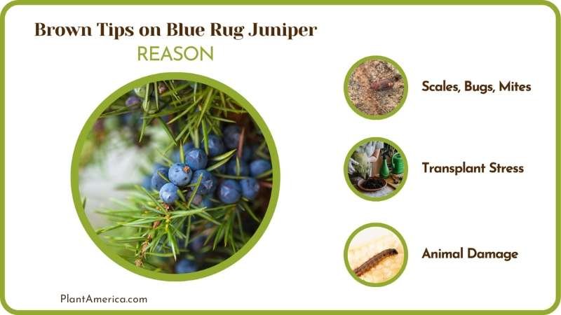 Reasons of Brown Tips on Blue Rug Juniper Plant America