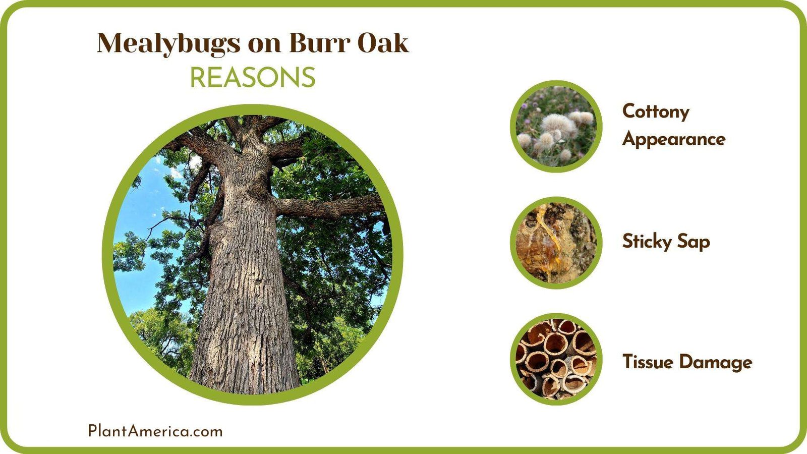 Reasons of Mealybugs on Burr Oak Plant America