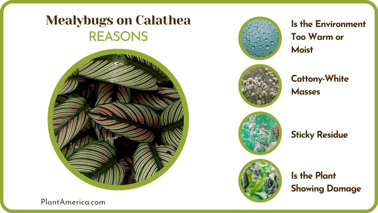 Reasons of Mealybugs on Calathea ~ Plant America