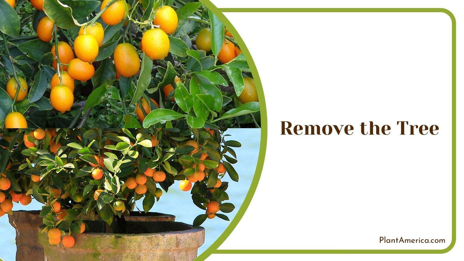 Removing Kumquat Tree Plant America