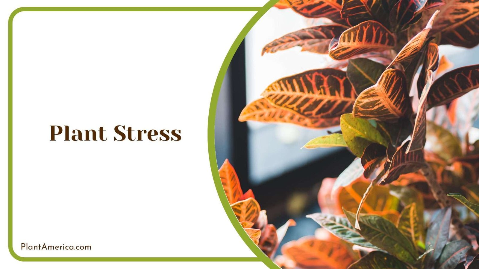 Removing Plant Stress Plant America