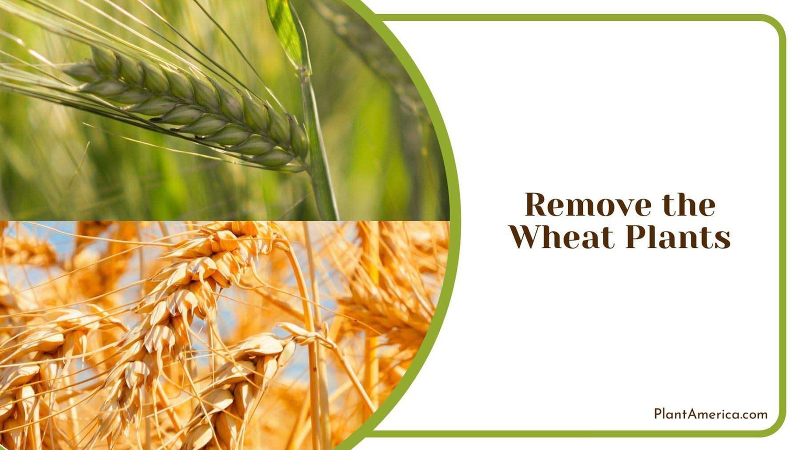Removing Wheat Plants Plant America Removing Wheat Plants Plant America