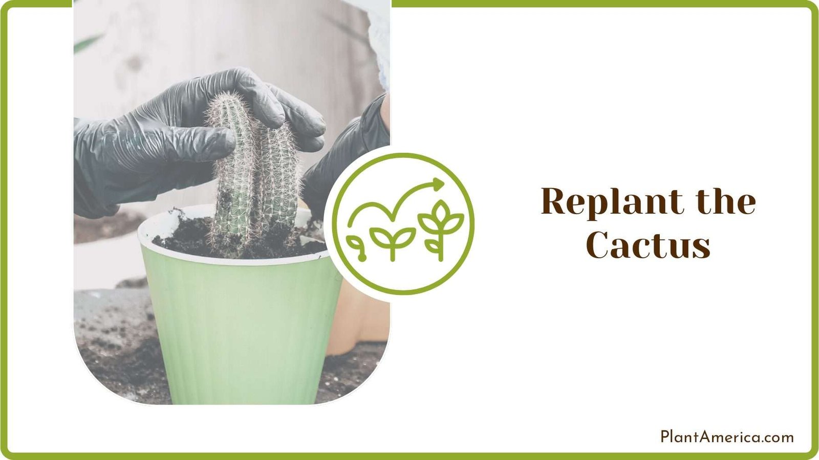 Replant the Cactus in a Pot Plant America