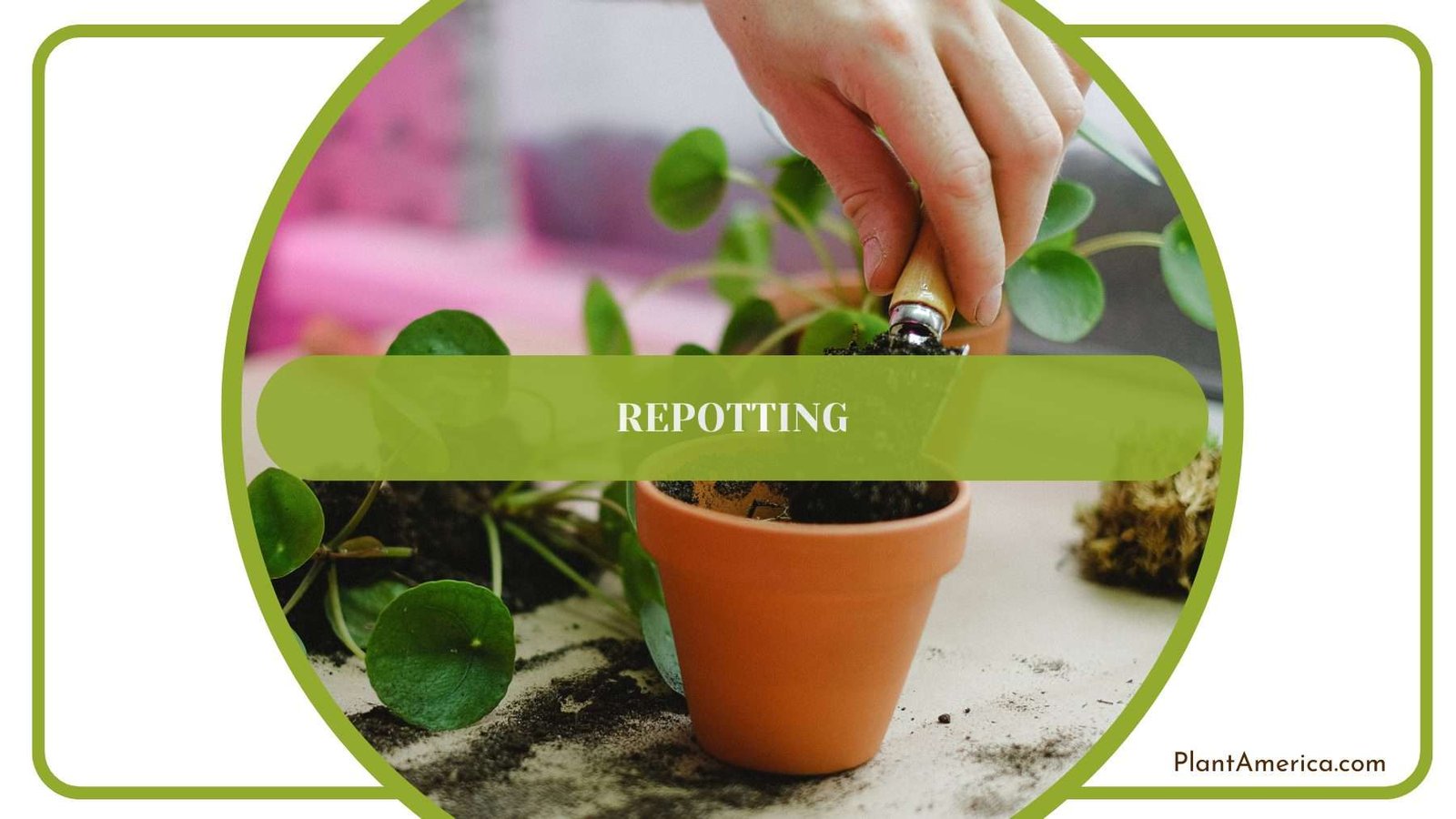 Repotting Purple Sword Plant America