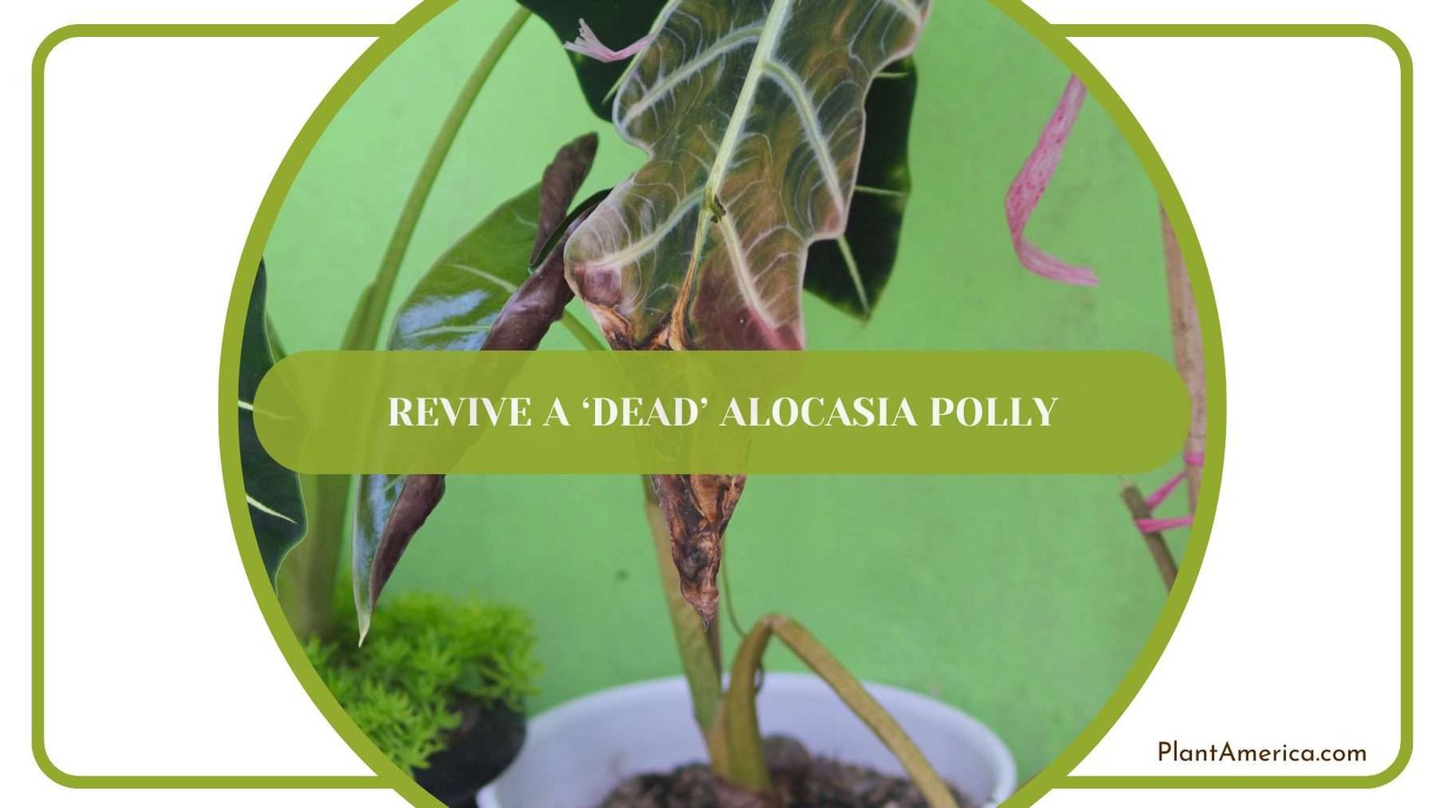 Revive a ‘Dead Alocasia Polly Plant America