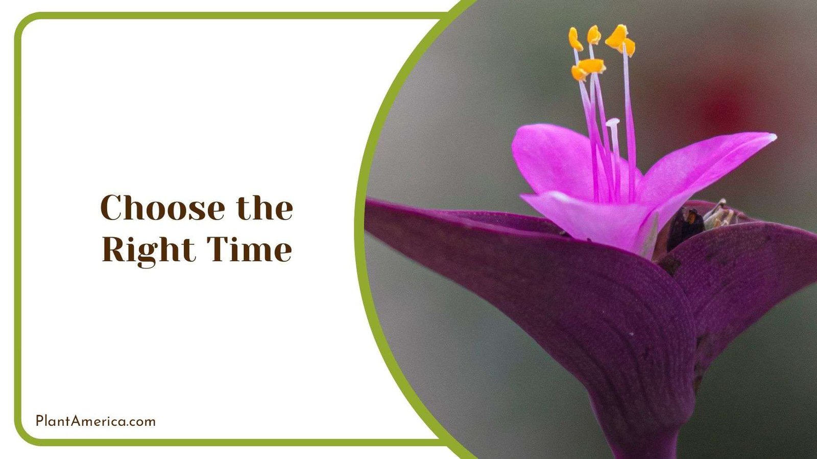 Right Time to Transplant Purple Heart Plant America